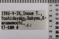 昆虫類