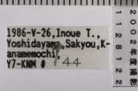 昆虫類