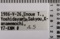 昆虫類