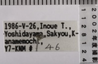 昆虫類