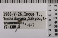 昆虫類