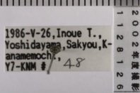 昆虫類