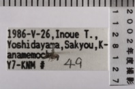昆虫類