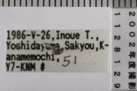 昆虫類