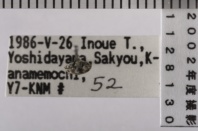 昆虫類