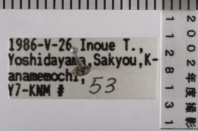 昆虫類