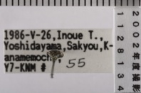 昆虫類