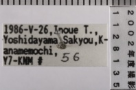 昆虫類