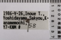 昆虫類