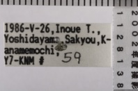 昆虫類