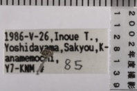 昆虫類