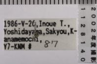 昆虫類