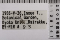 昆虫類