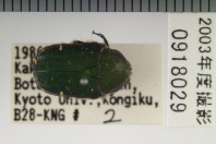昆虫類