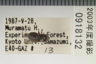 昆虫類