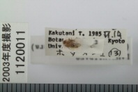 昆虫類
