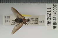 昆虫類