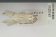 昆虫類