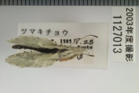 昆虫類