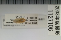 昆虫類