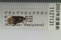 昆虫類