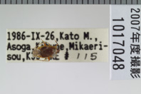 昆虫類