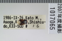 昆虫類