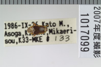 昆虫類