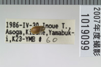 昆虫類