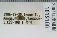 昆虫類