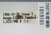 昆虫類