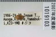 昆虫類