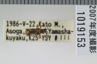昆虫類
