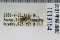 昆虫類
