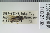 昆虫類