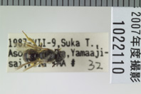 昆虫類