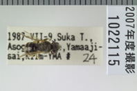 昆虫類
