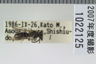 昆虫類