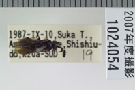 昆虫類