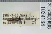 昆虫類
