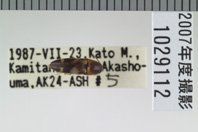 昆虫類