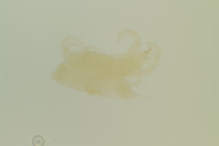 昆虫類