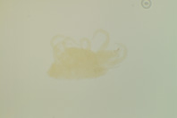 昆虫類