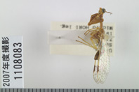 昆虫類