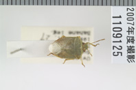昆虫類