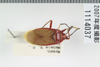 昆虫類