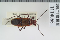 昆虫類