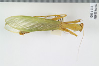 昆虫類