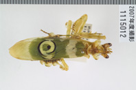 昆虫類