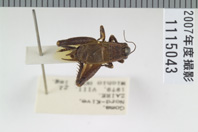 昆虫類